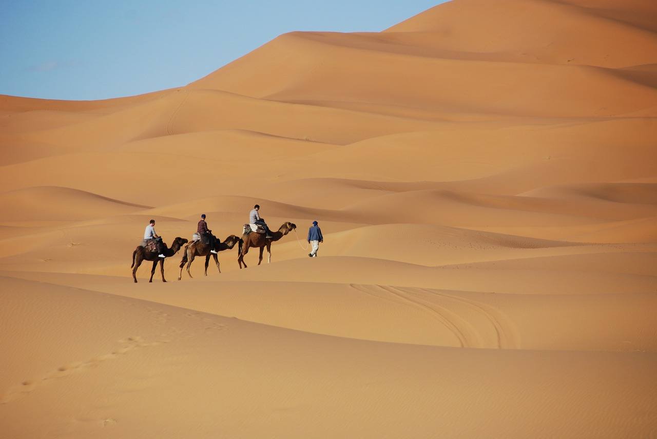 Morocco camels